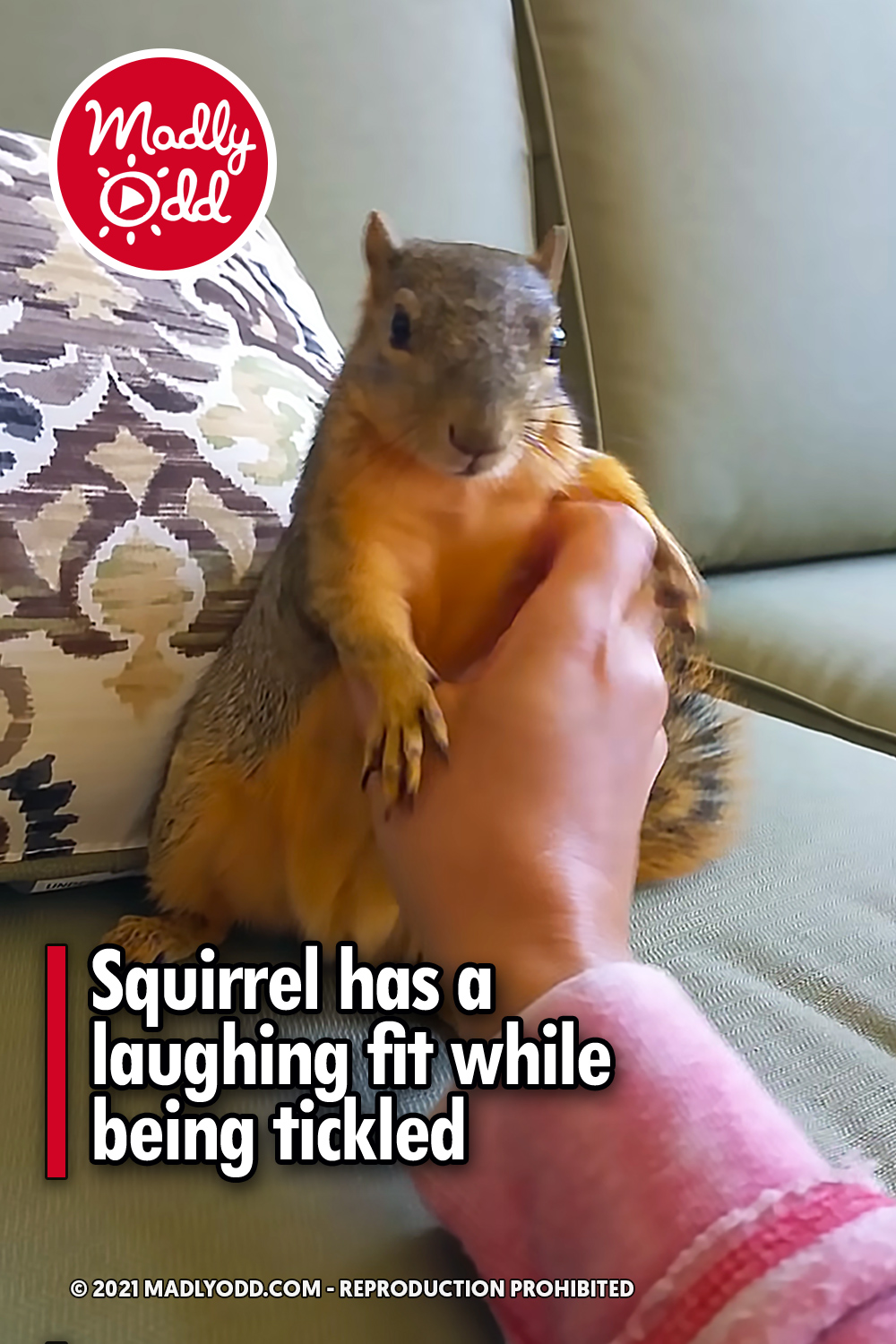 Squirrel has a laughing fit while being tickled