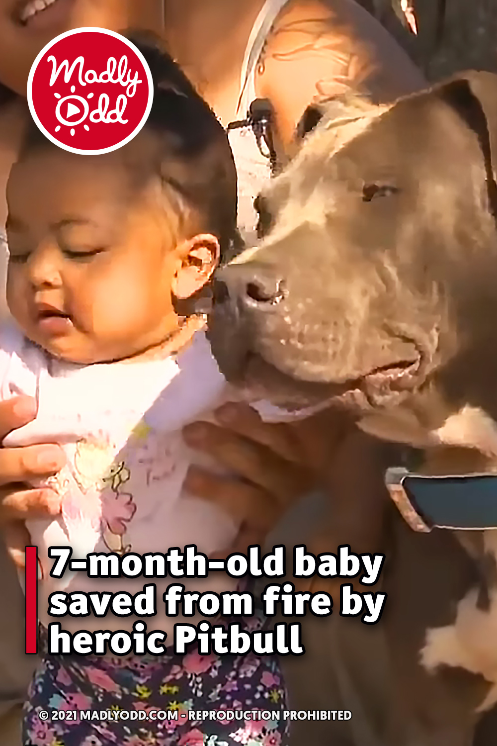 7-month-old baby saved from fire by heroic Pitbull