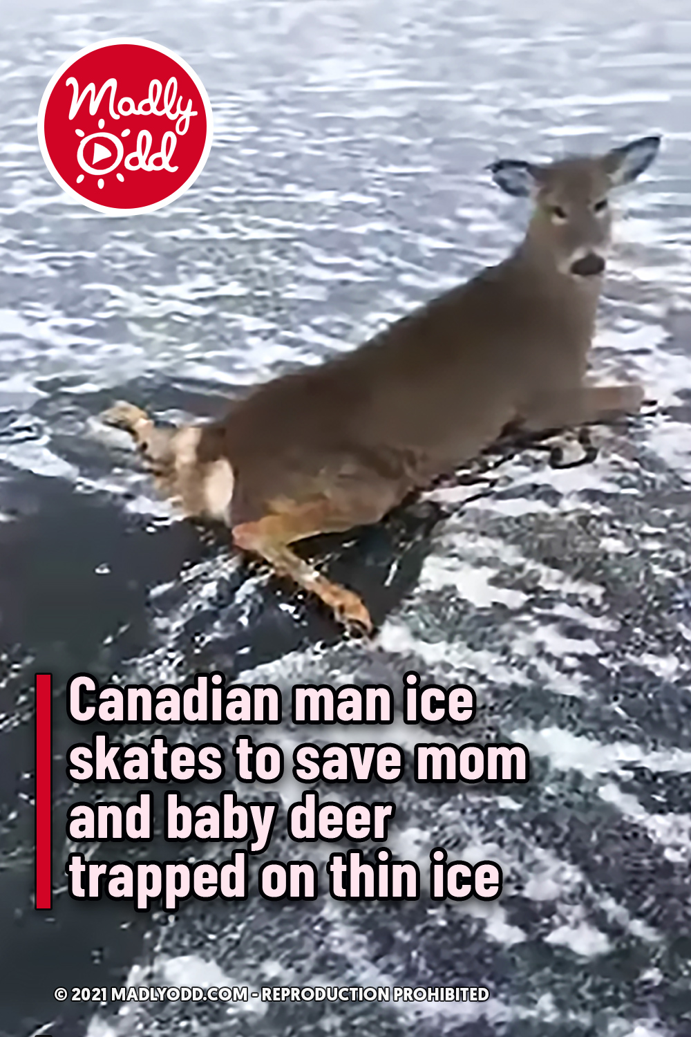 Canadian man ice skates to save mom and baby deer trapped on thin ice