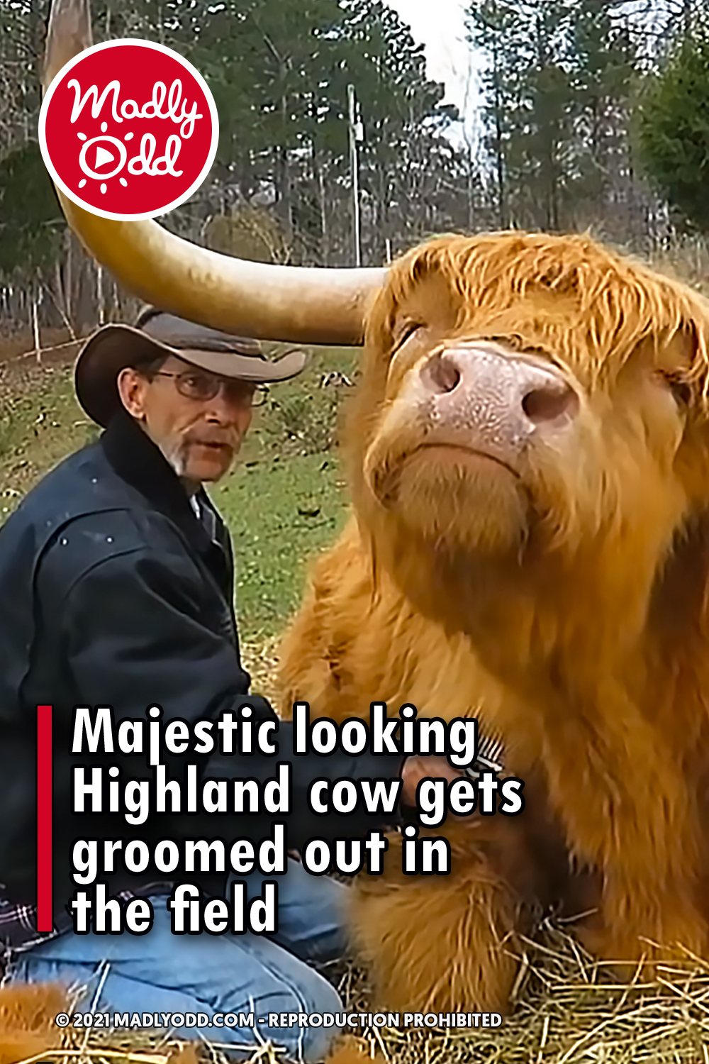Majestic looking Highland cow gets groomed out in the field