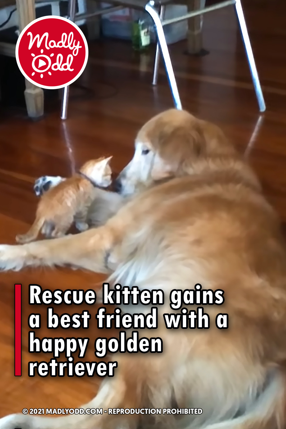 Rescue kitten gains a best friend with a happy golden retriever