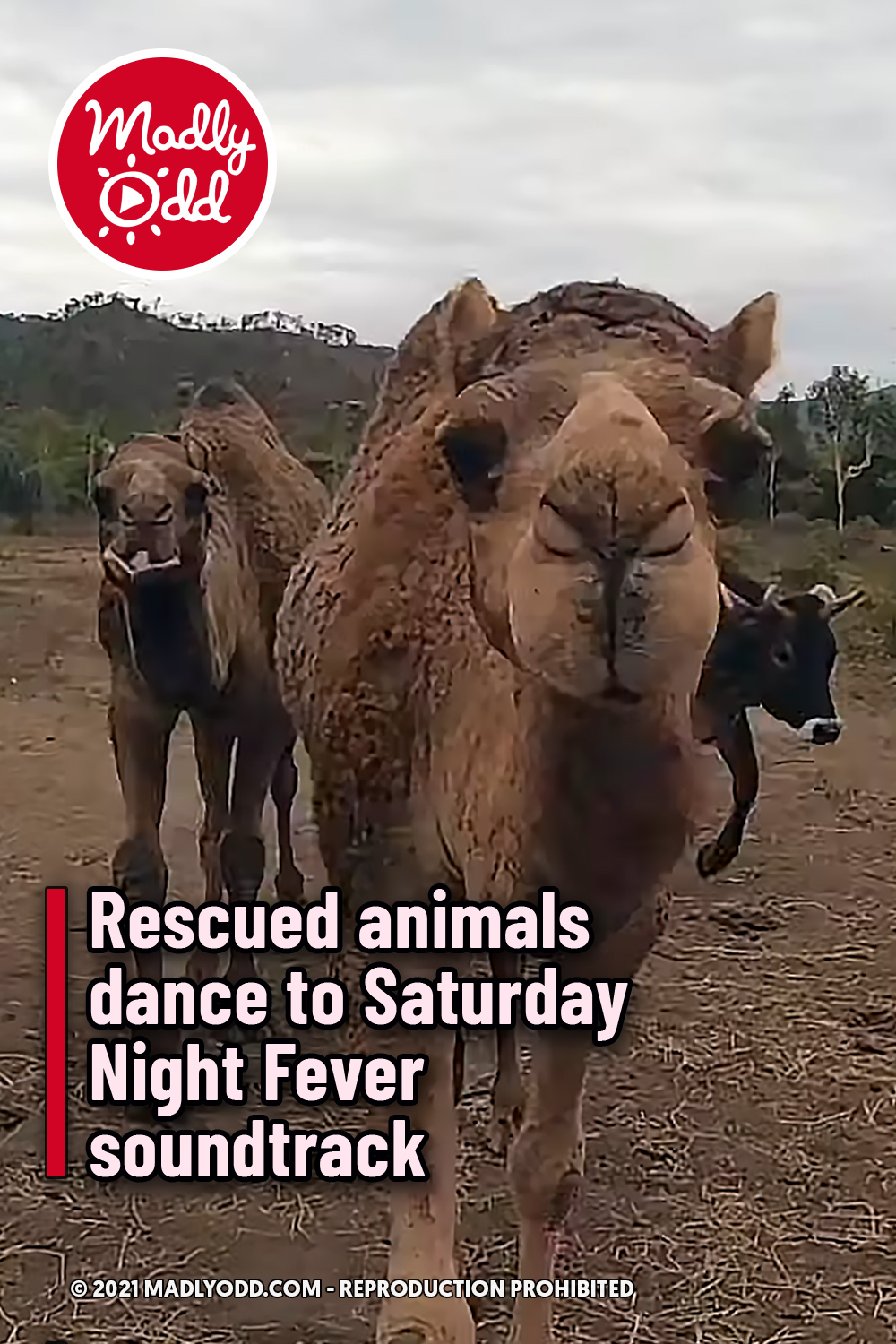 Rescued animals dance to Saturday Night Fever soundtrack