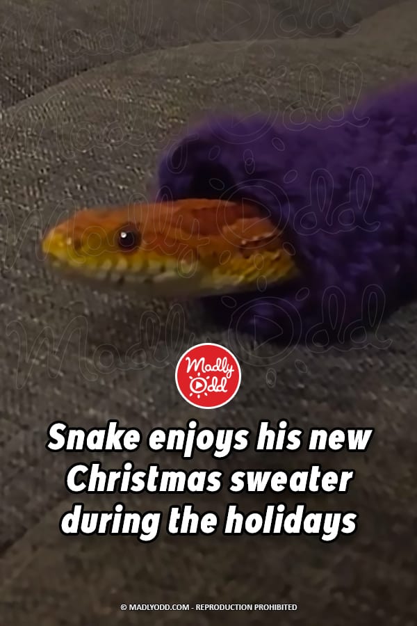 Snake enjoys his new Christmas sweater during the holidays