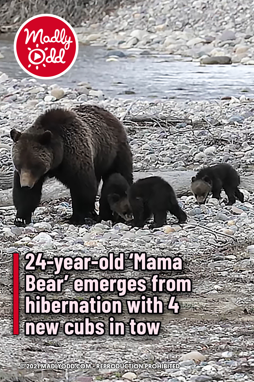 24-year-old ‘Mama Bear’ emerges from hibernation with 4 new cubs in tow