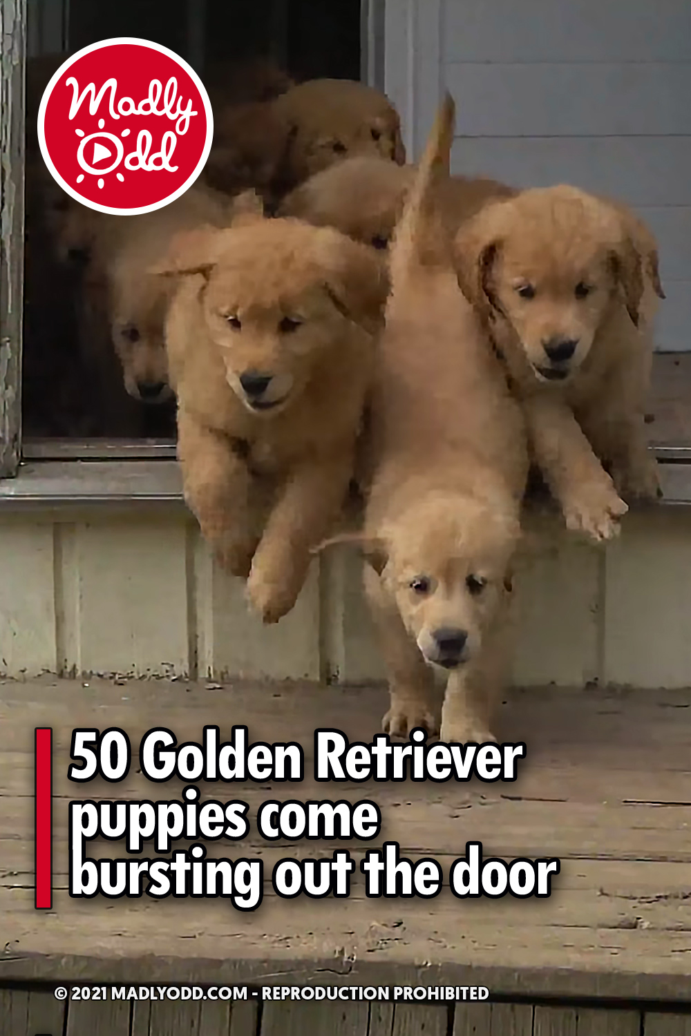 50 Golden Retriever puppies come bursting out the door