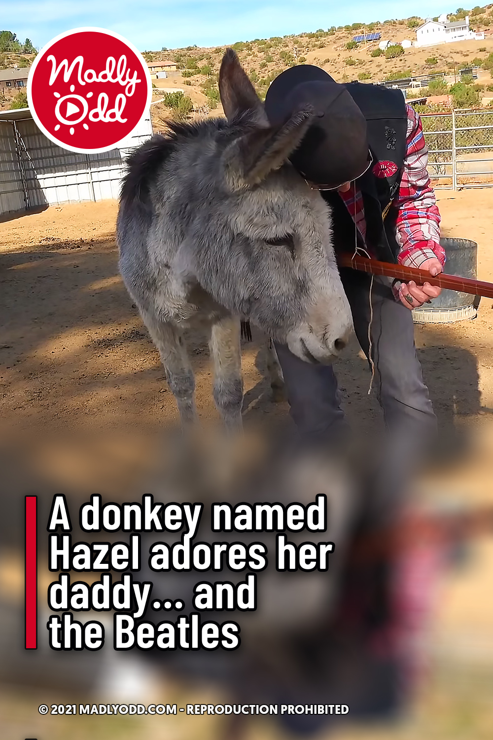 A donkey named Hazel adores her daddy... and the Beatles