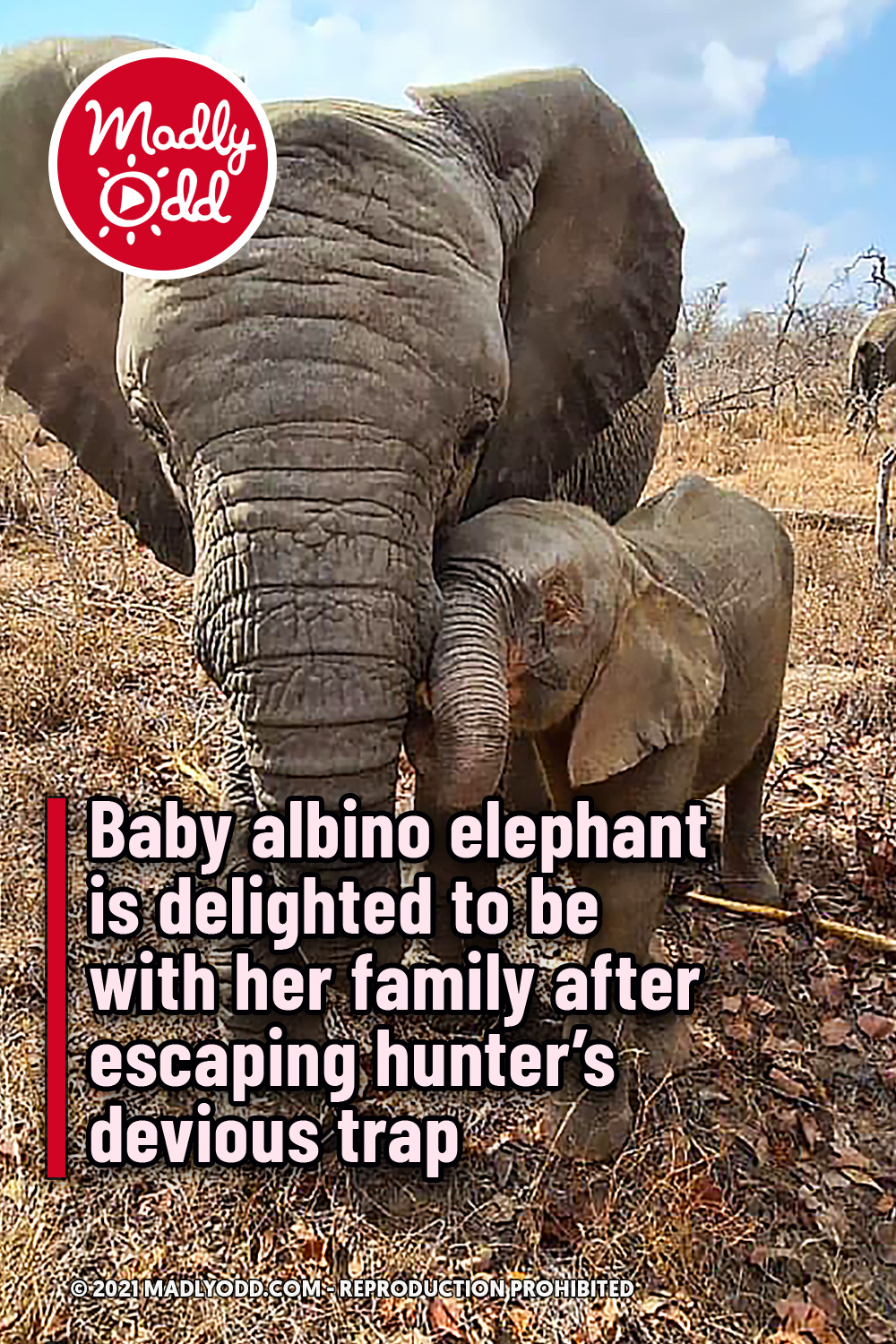 Baby albino elephant is delighted to be with her family after escaping hunter’s devious trap