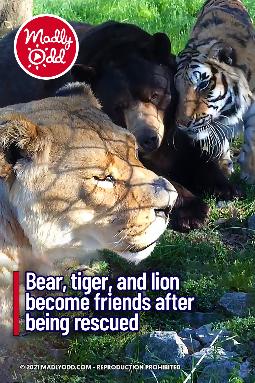 Bear, tiger, and lion become friends after being rescued