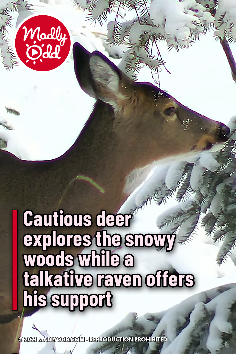 Cautious deer explores the snowy woods while a talkative raven offers his support