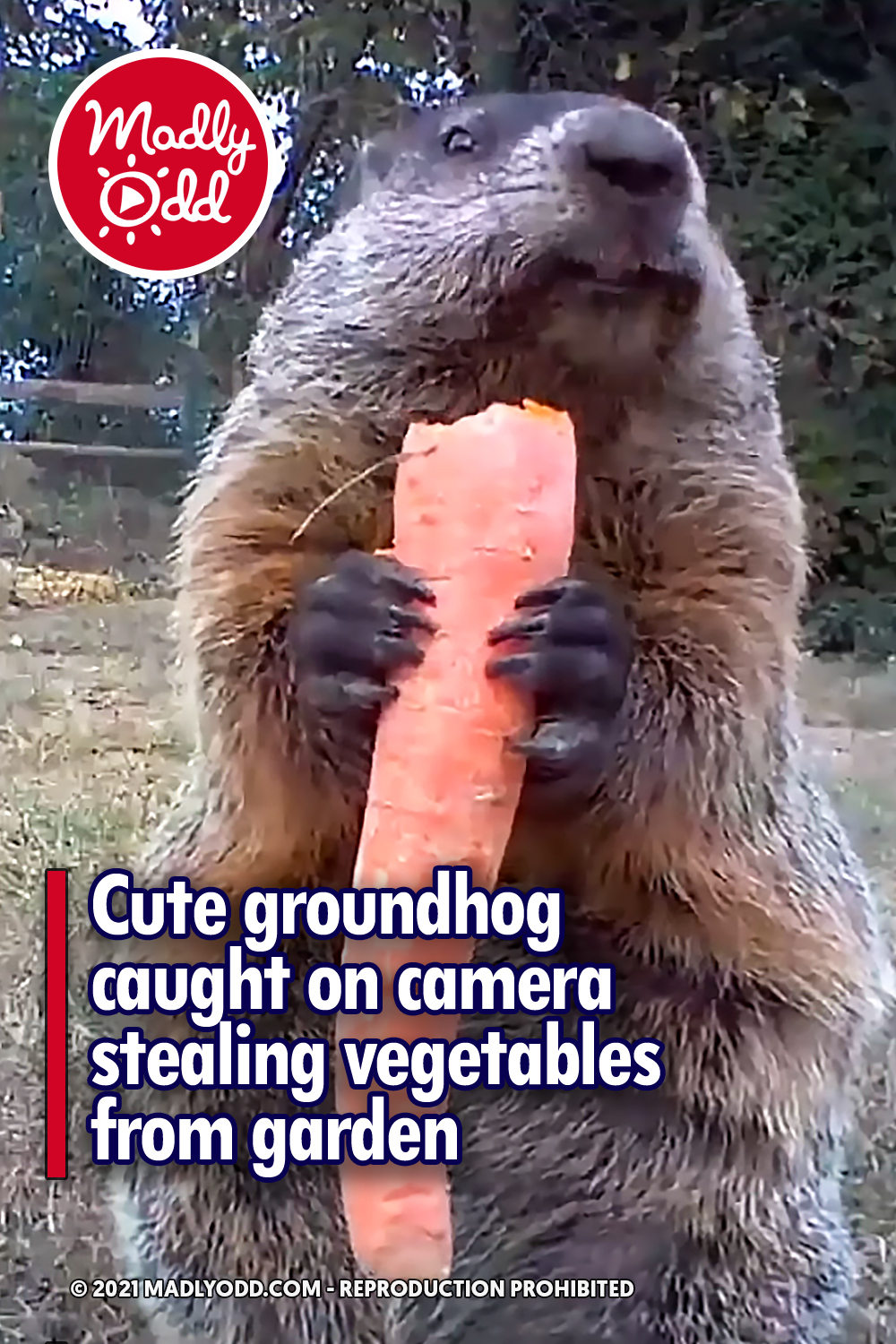 Cute Groundhog Caught On Camera Stealing Vegetables From Garden Madly Odd