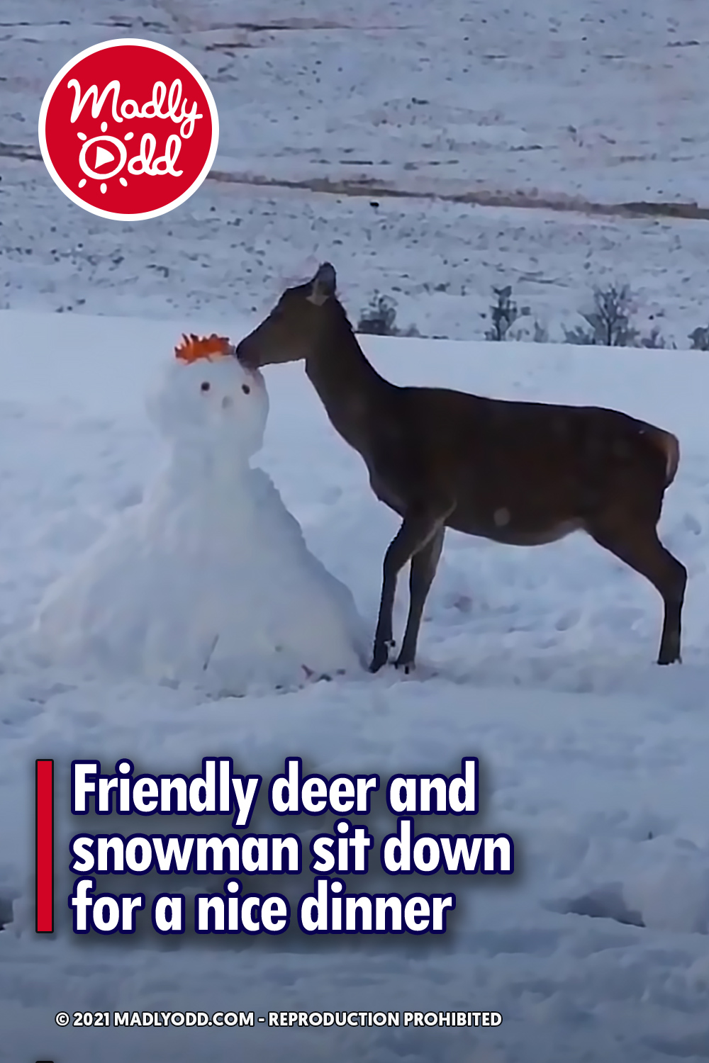 Friendly deer and snowman sit down for a nice dinner