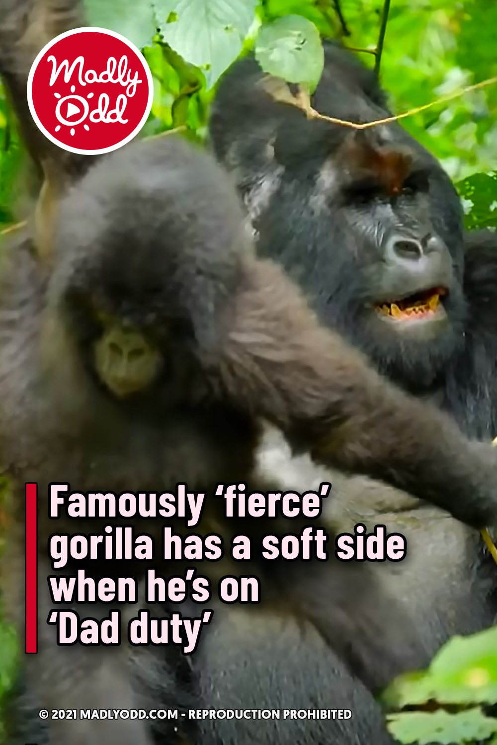 Famously ‘fierce’ gorilla has a soft side when he’s on ‘Dad duty’
