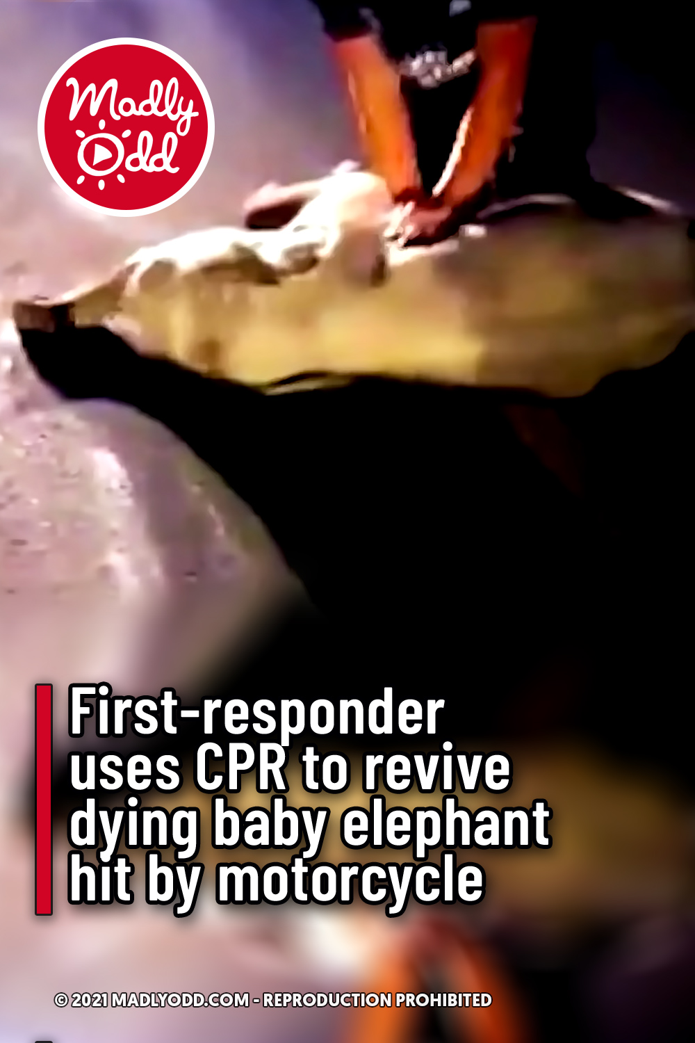 First-responder uses CPR to revive dying baby elephant hit by motorcycle