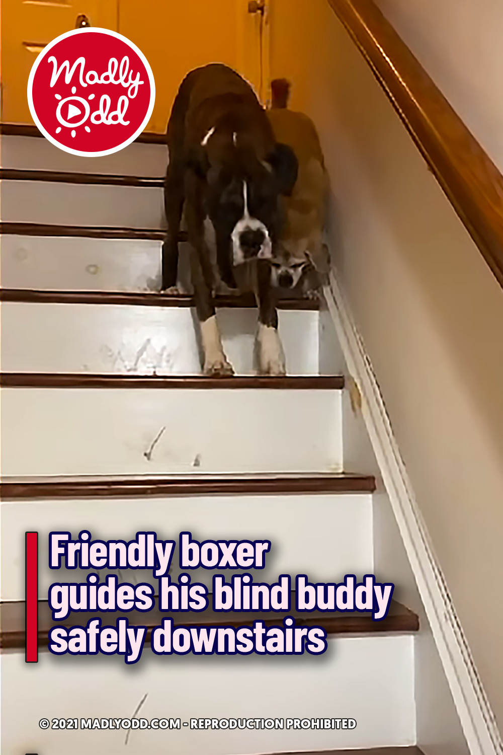 Friendly boxer guides his blind buddy safely downstairs