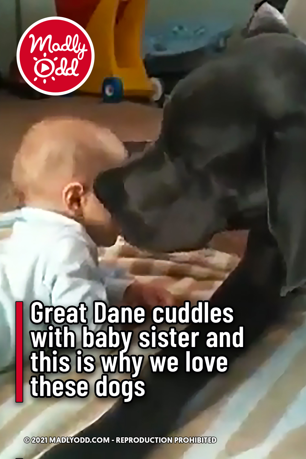 Great Dane cuddles with baby sister and this is why we love these dogs