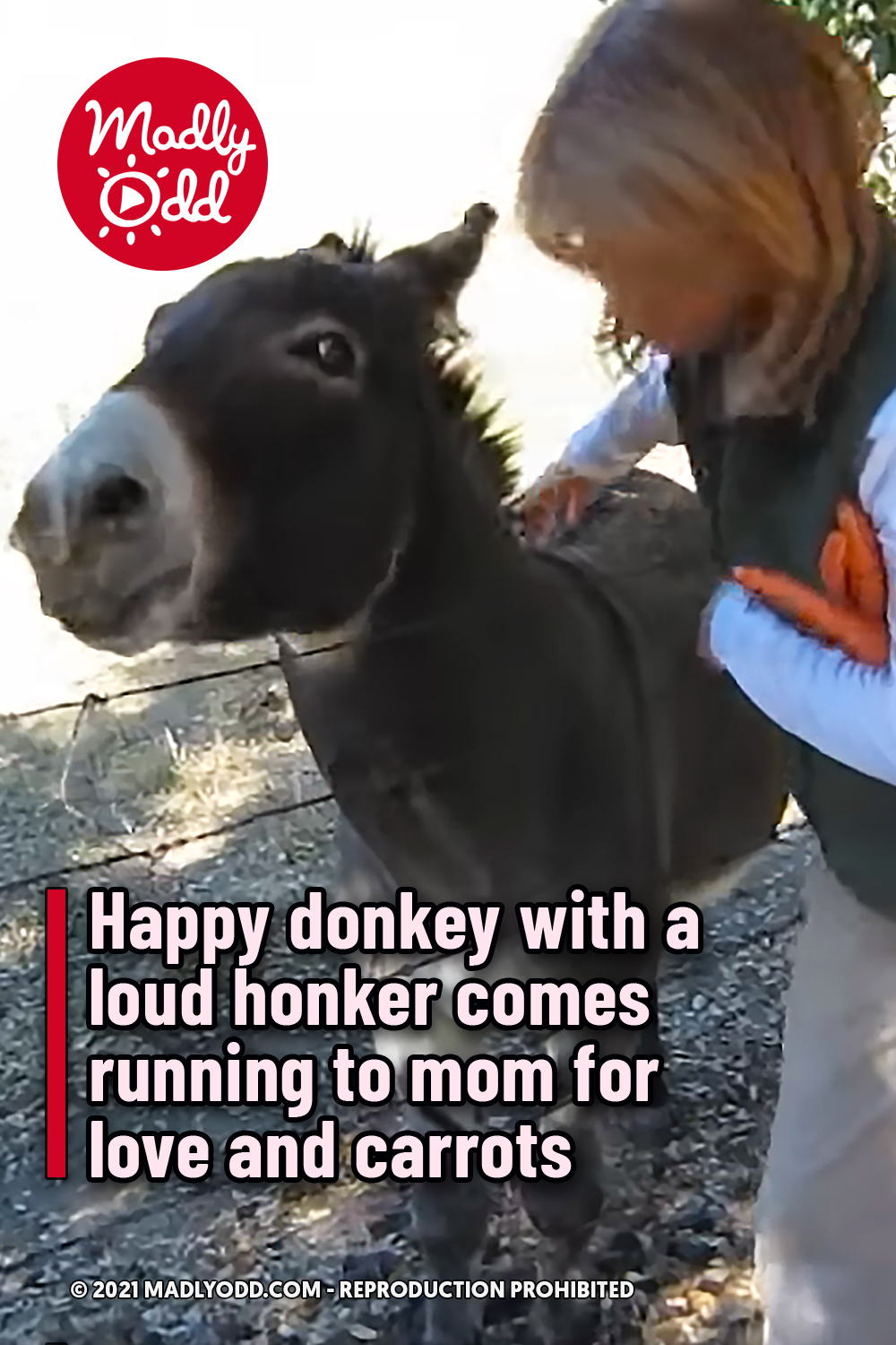 Happy donkey with a loud honker comes running to mom for love and carrots