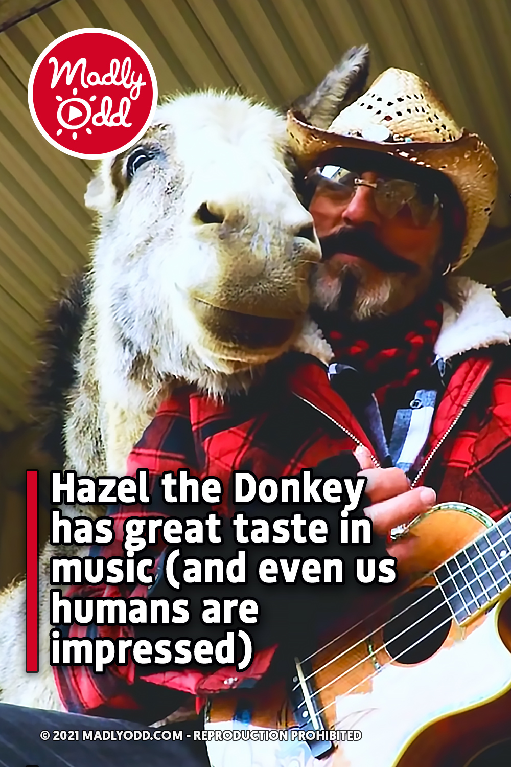 Hazel the Donkey has great taste in music (and even us humans are impressed)