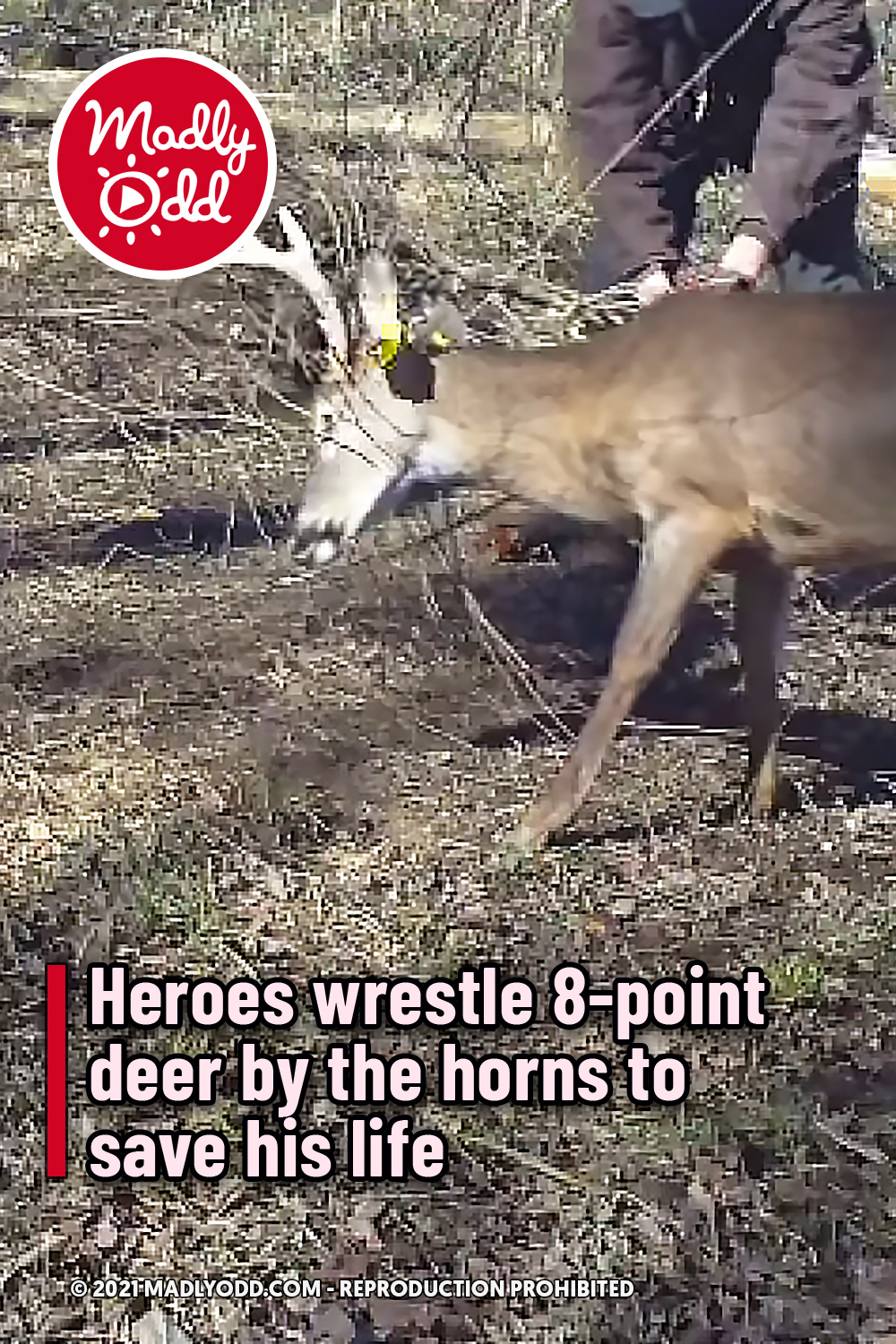 Heroes wrestle 8-point deer by the horns to save his life