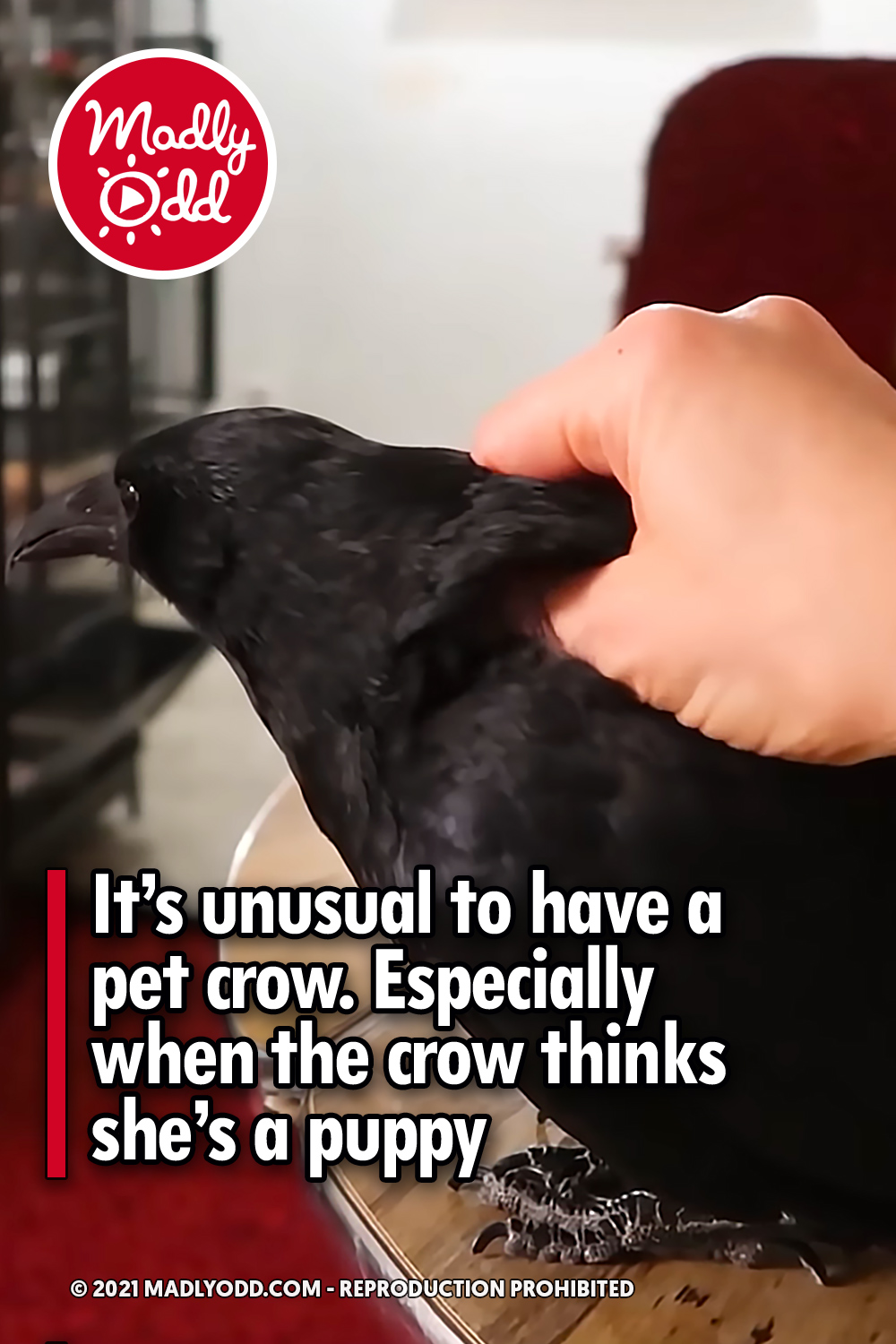 It’s unusual to have a pet crow. Especially when the crow thinks she’s a puppy
