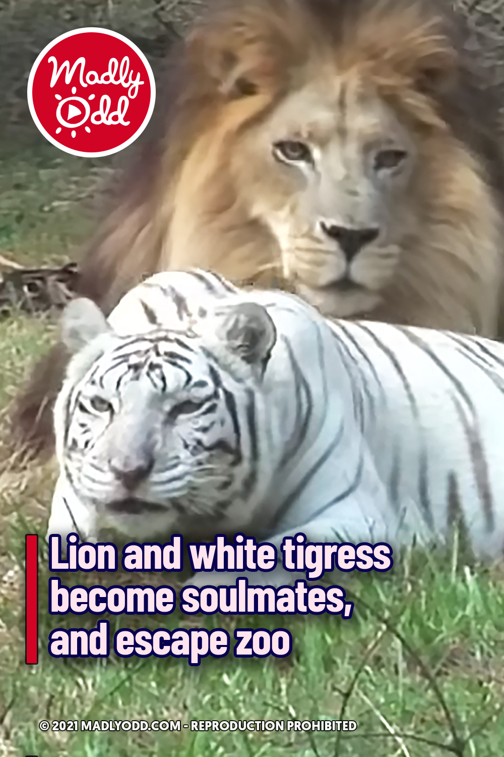 Lion and white tigress become soulmates, and escape zoo