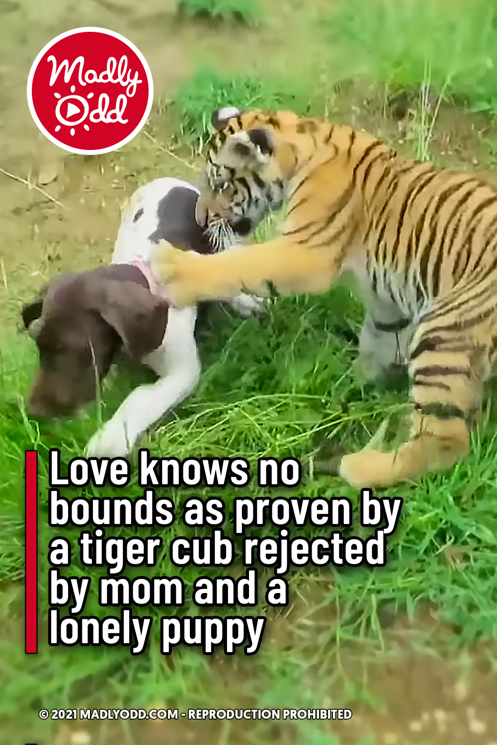 Love knows no bounds as proven by a tiger cub rejected by mom and a lonely puppy