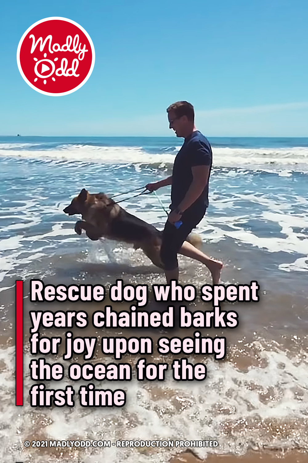 Rescue dog who spent years chained barks for joy upon seeing the ocean for the first time