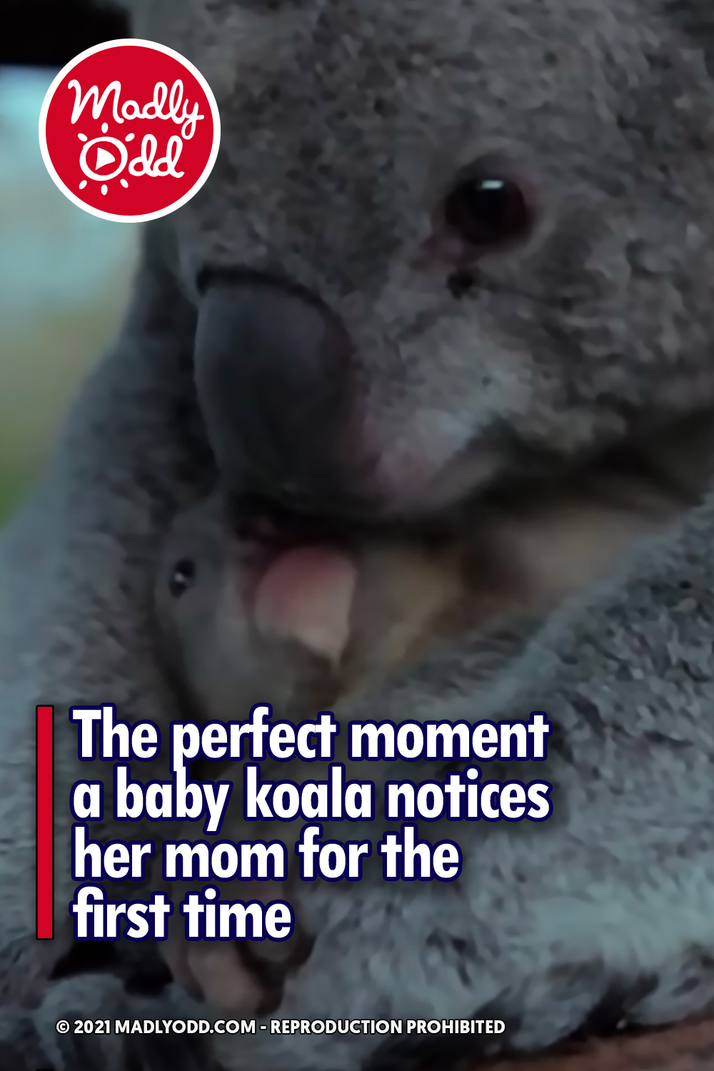 The perfect moment a baby koala notices her mom for the first time