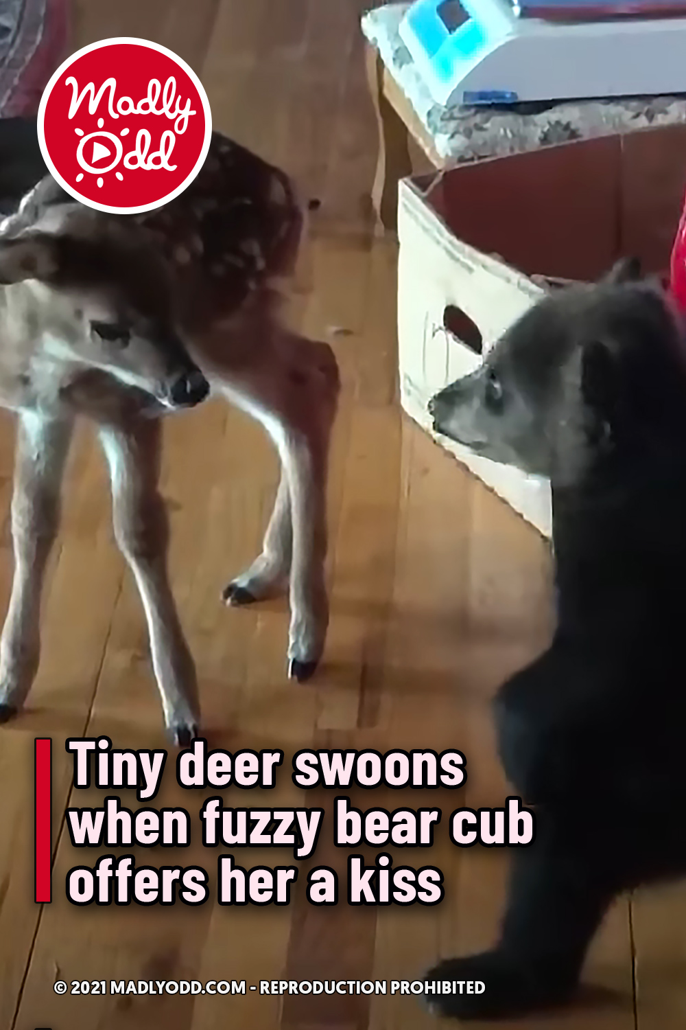 Tiny deer swoons when fuzzy bear cub offers her a kiss