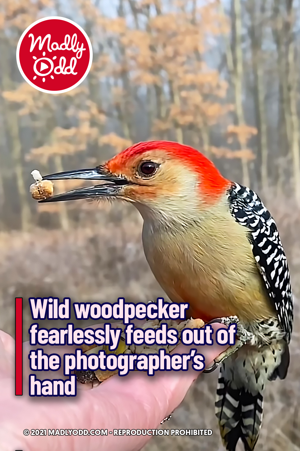Wild woodpecker fearlessly feeds out of the photographer’s hand
