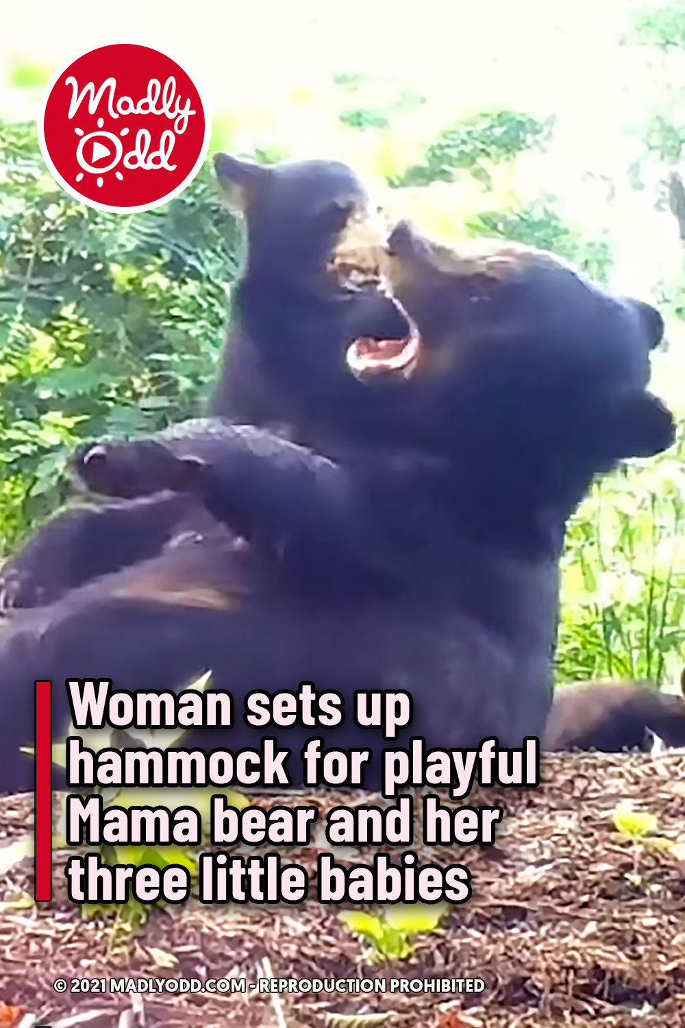 Woman sets up hammock for playful Mama bear and her three little babies