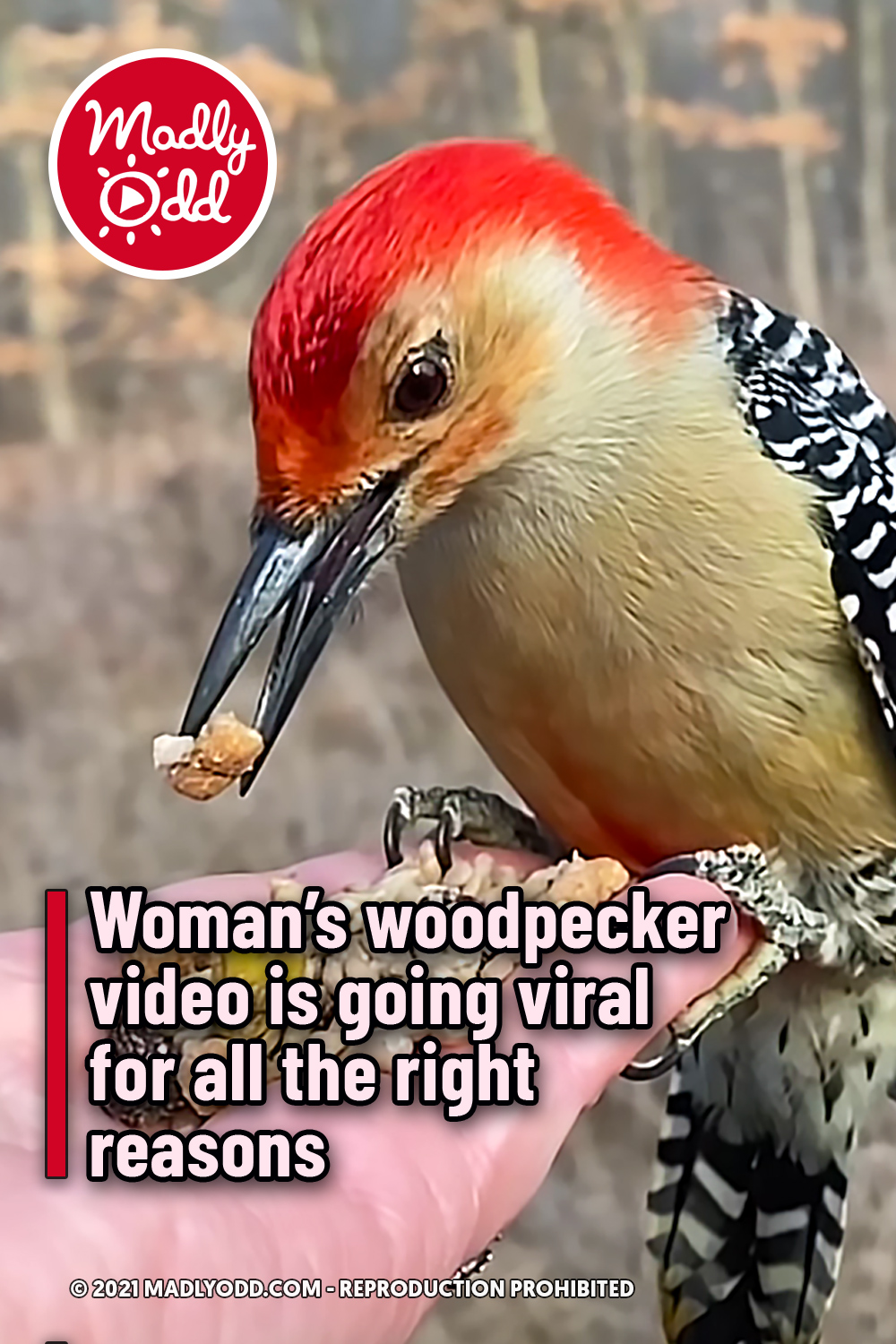 Woman\'s woodpecker video is going viral for all the right reasons