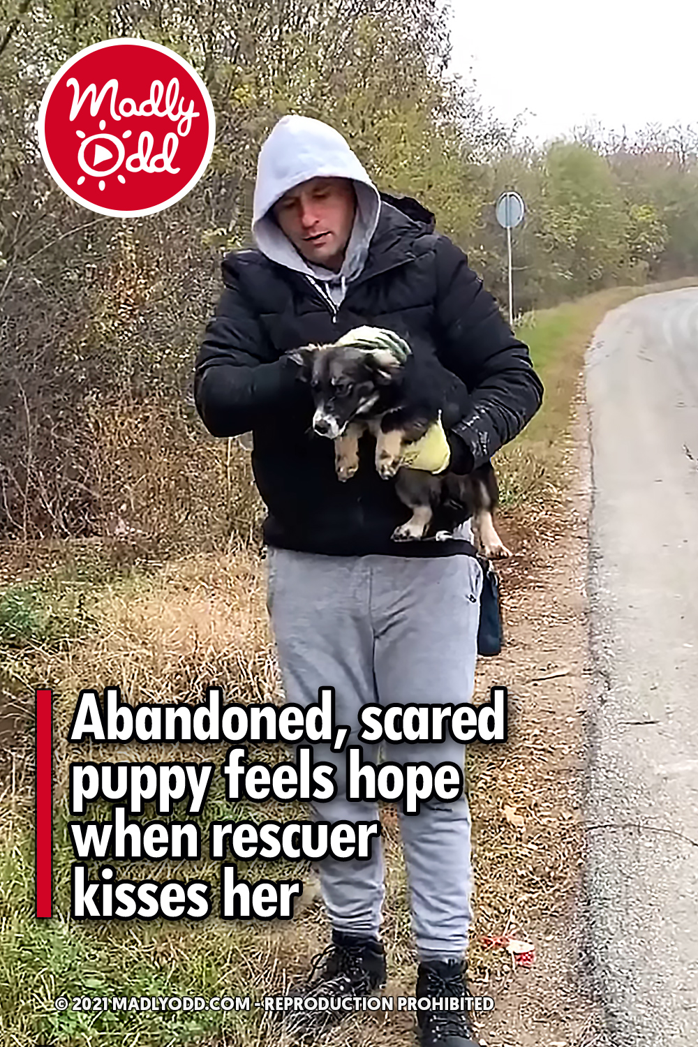 Abandoned, scared puppy feels hope when rescuer kisses her