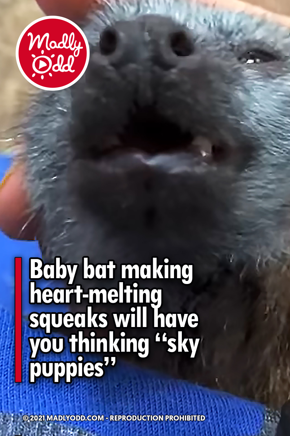 Baby bat making heart-melting squeaks will have you thinking “sky puppies”