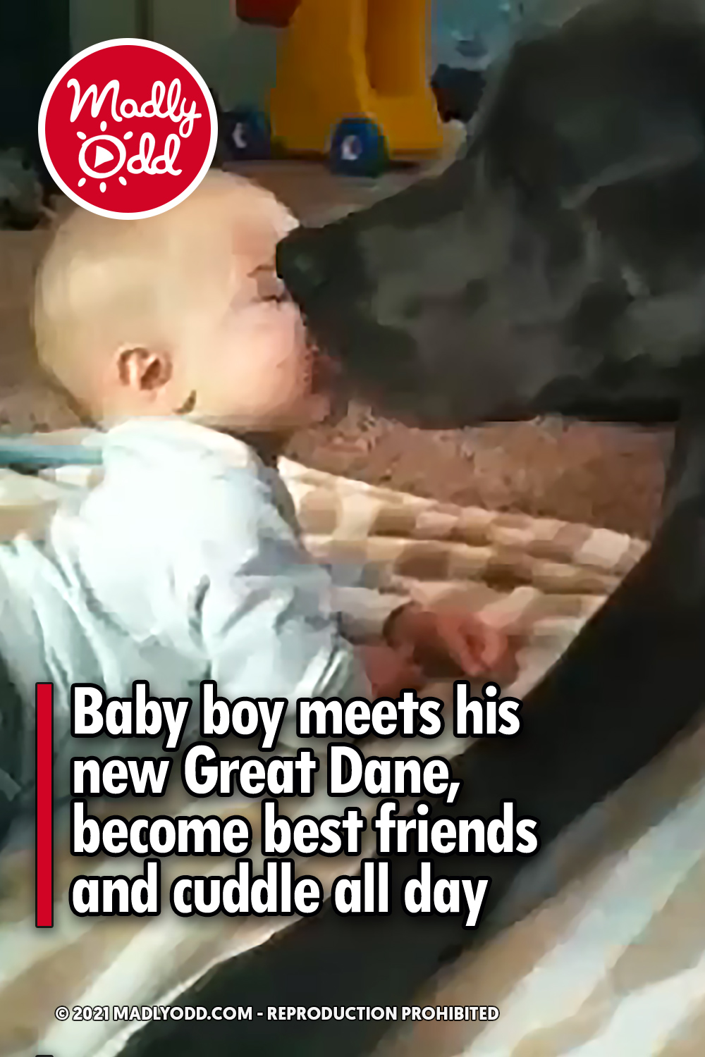 Baby boy meets his new Great Dane, become best friends and cuddle all day