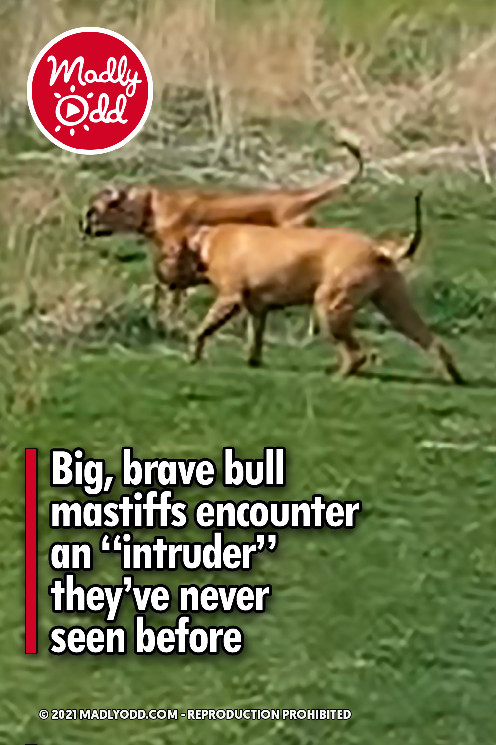 Big, brave bull mastiffs encounter an “intruder” they’ve never seen before