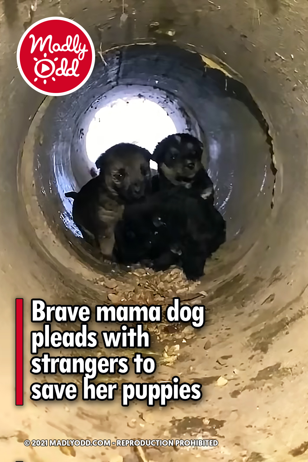 Brave mama dog pleads with strangers to save her puppies