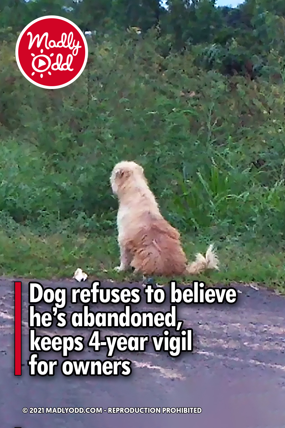 Dog refuses to believe he’s abandoned, keeps 4-year vigil for owners