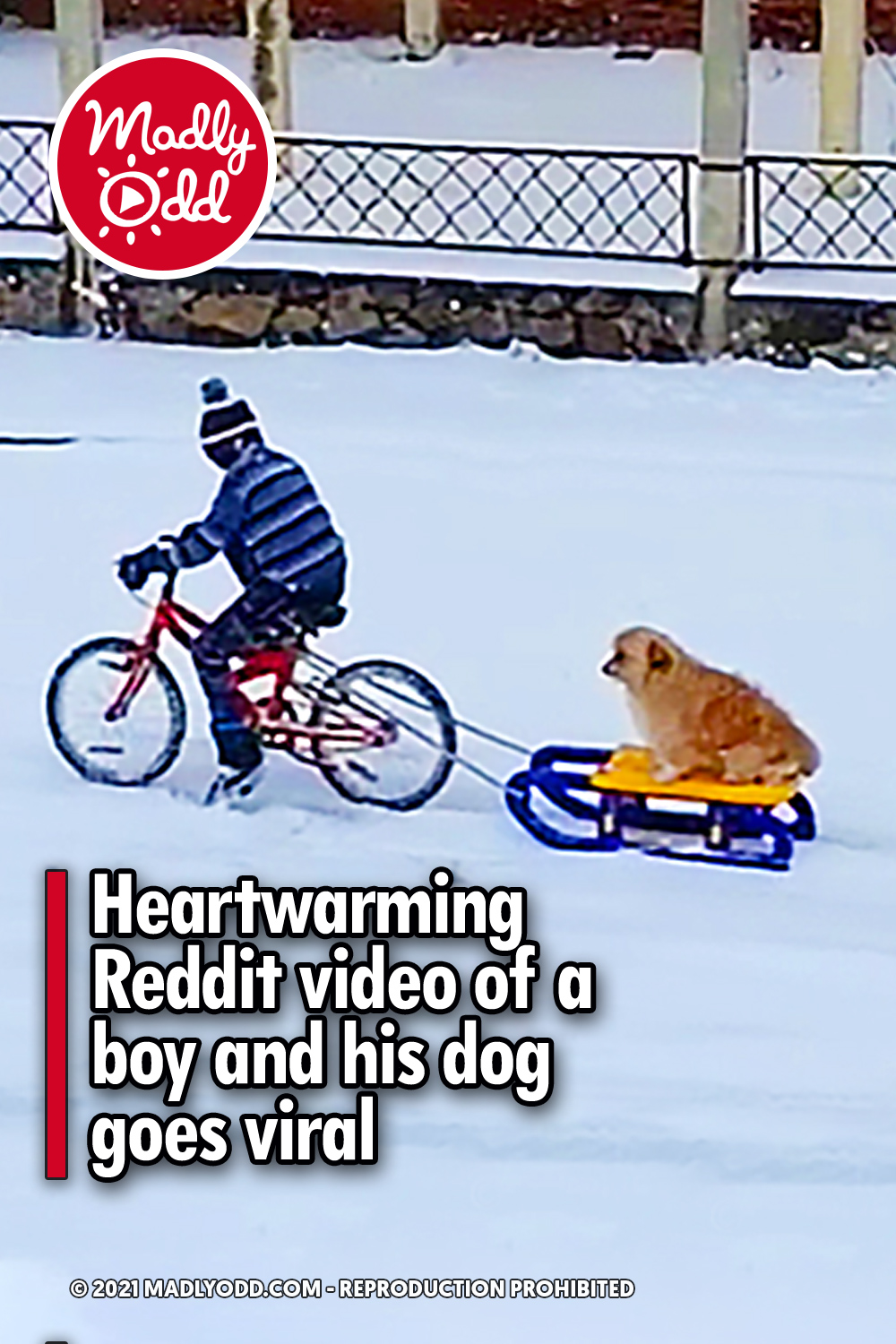 Heartwarming Reddit video of a boy and his dog goes viral