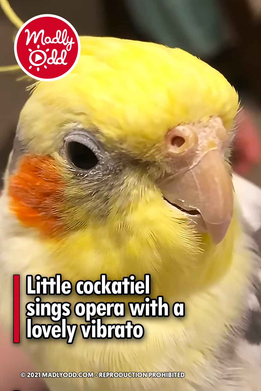 Little cockatiel sings opera with a lovely vibrato
