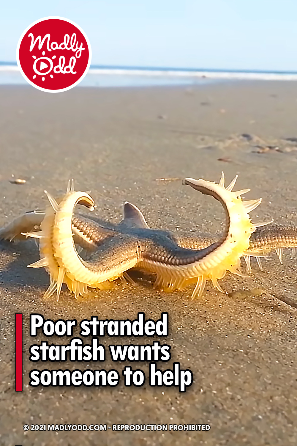 Poor stranded starfish wants someone to help