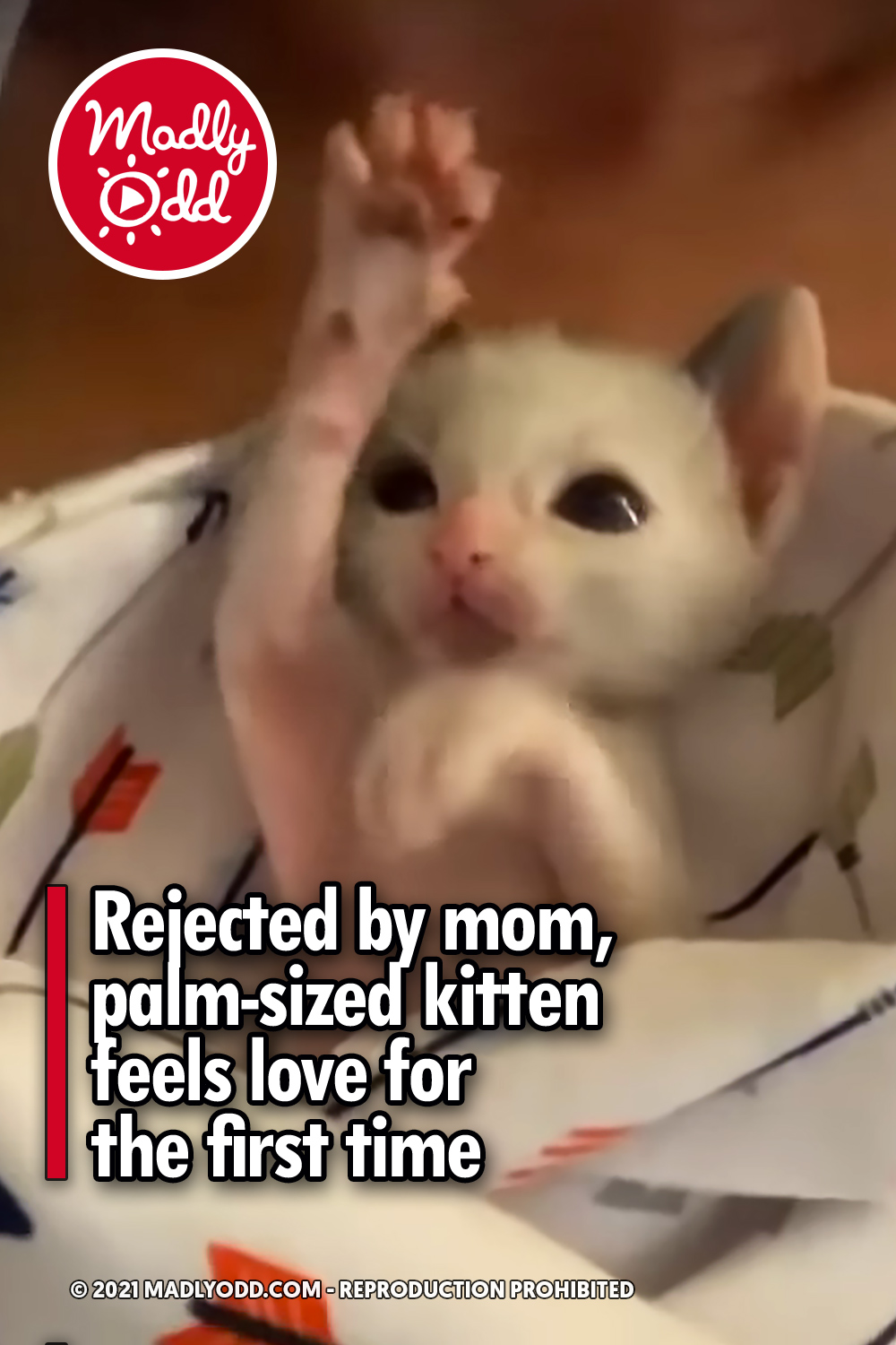 Rejected by mom, palm-sized kitten feels love for the first time