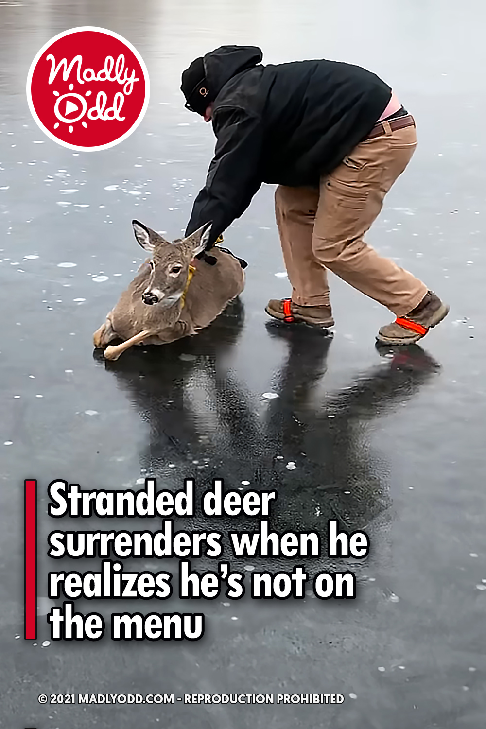 Stranded deer surrenders when he realizes he’s not on the menu