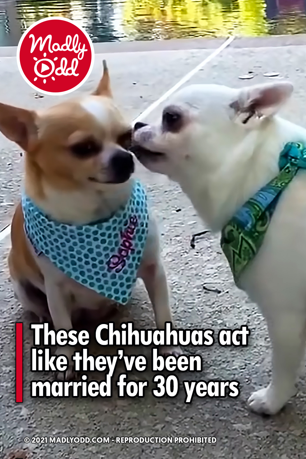 These Chihuahuas act like they’ve been married for 30 years