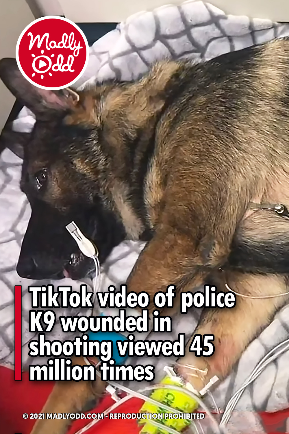 TikTok video of police K9 wounded in shooting viewed 45 million times