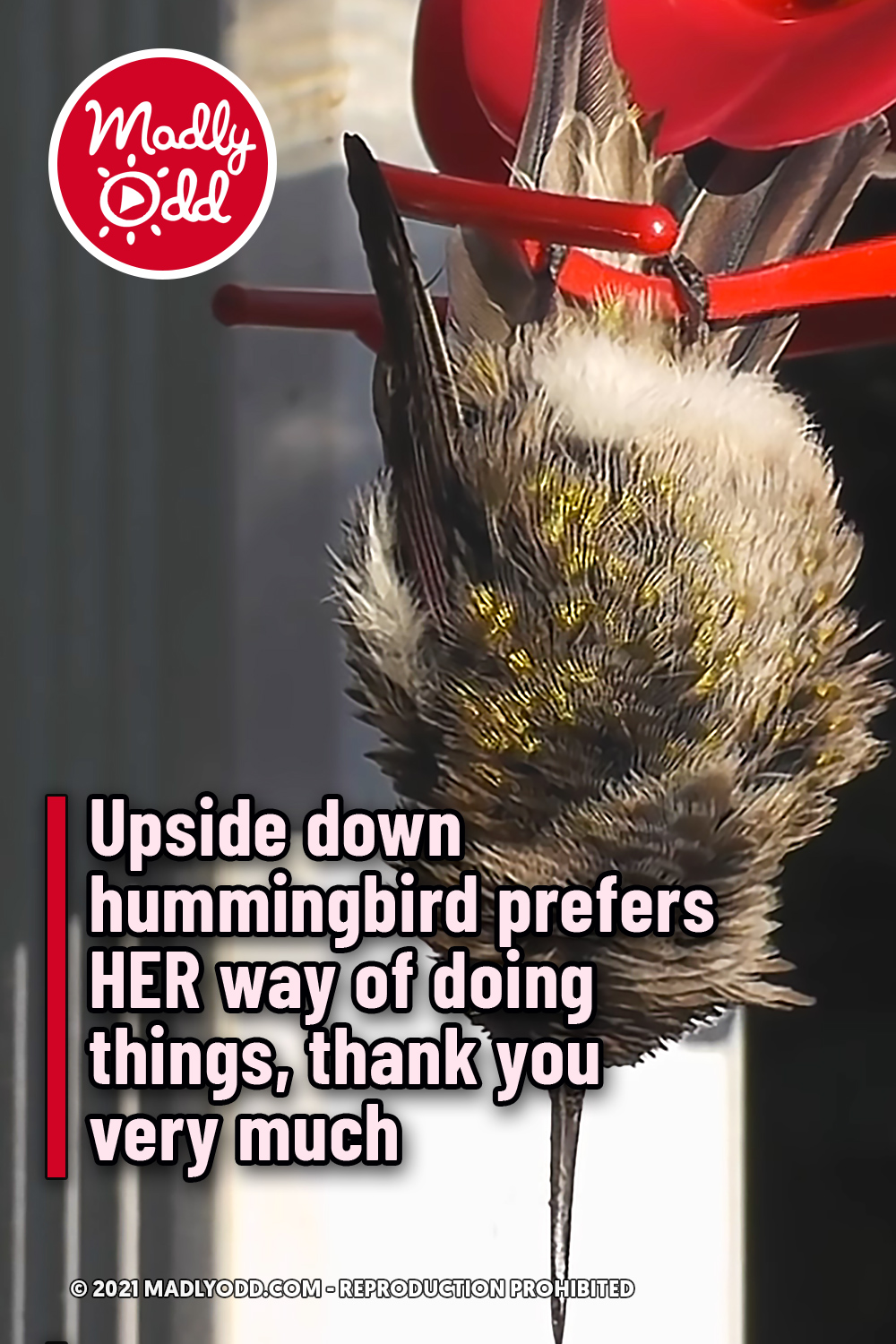 Upside down hummingbird prefers HER way of doing things, thank you very much