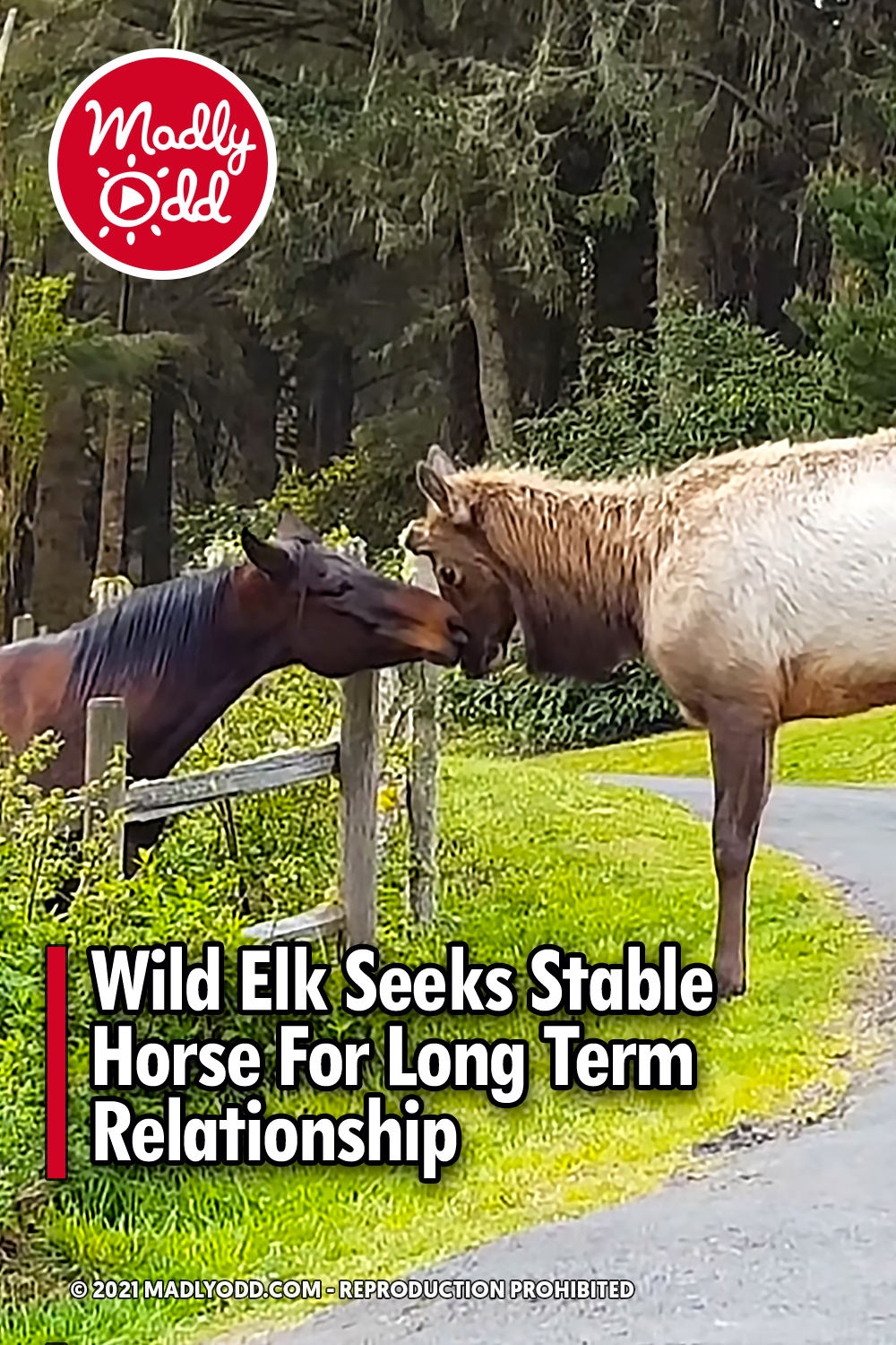Wild Elk Seeks Stable Horse For Long Term Relationship