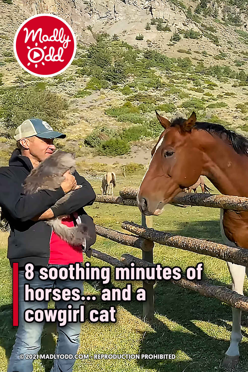 8 soothing minutes of horses… and a cowgirl cat