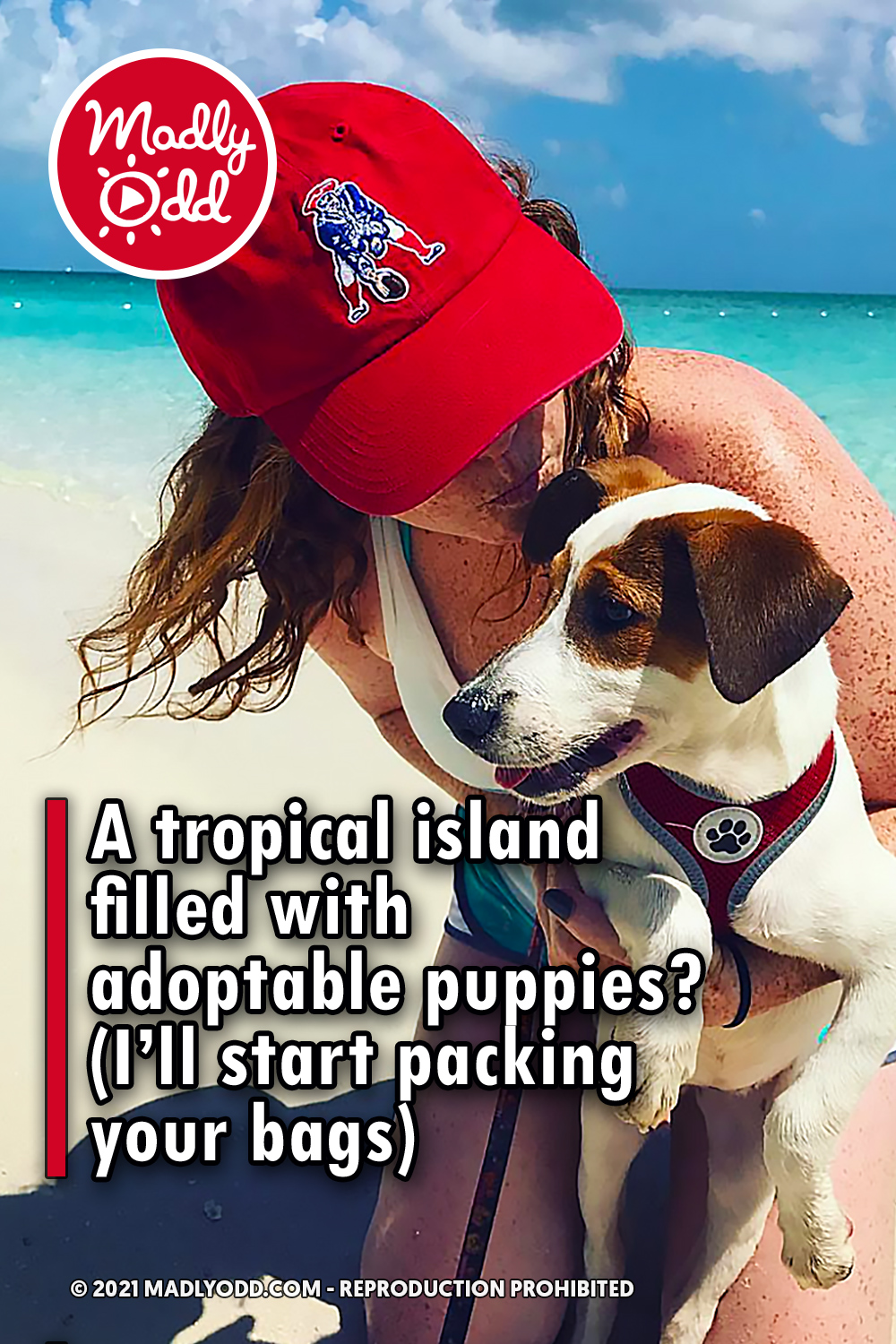 A tropical island filled with adoptable puppies? (I’ll start packing your bags)