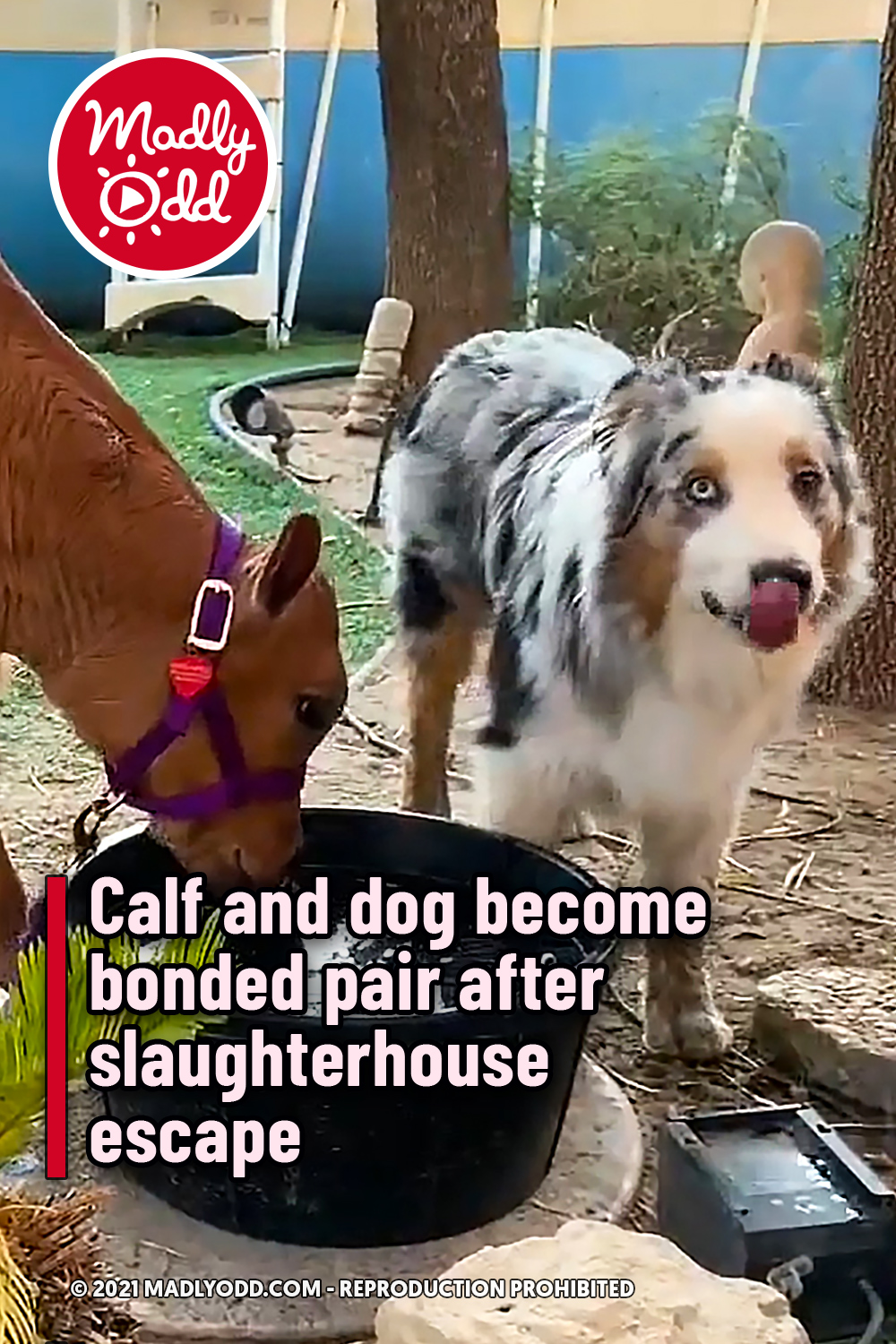 Calf and dog become bonded pair after slaughterhouse escape