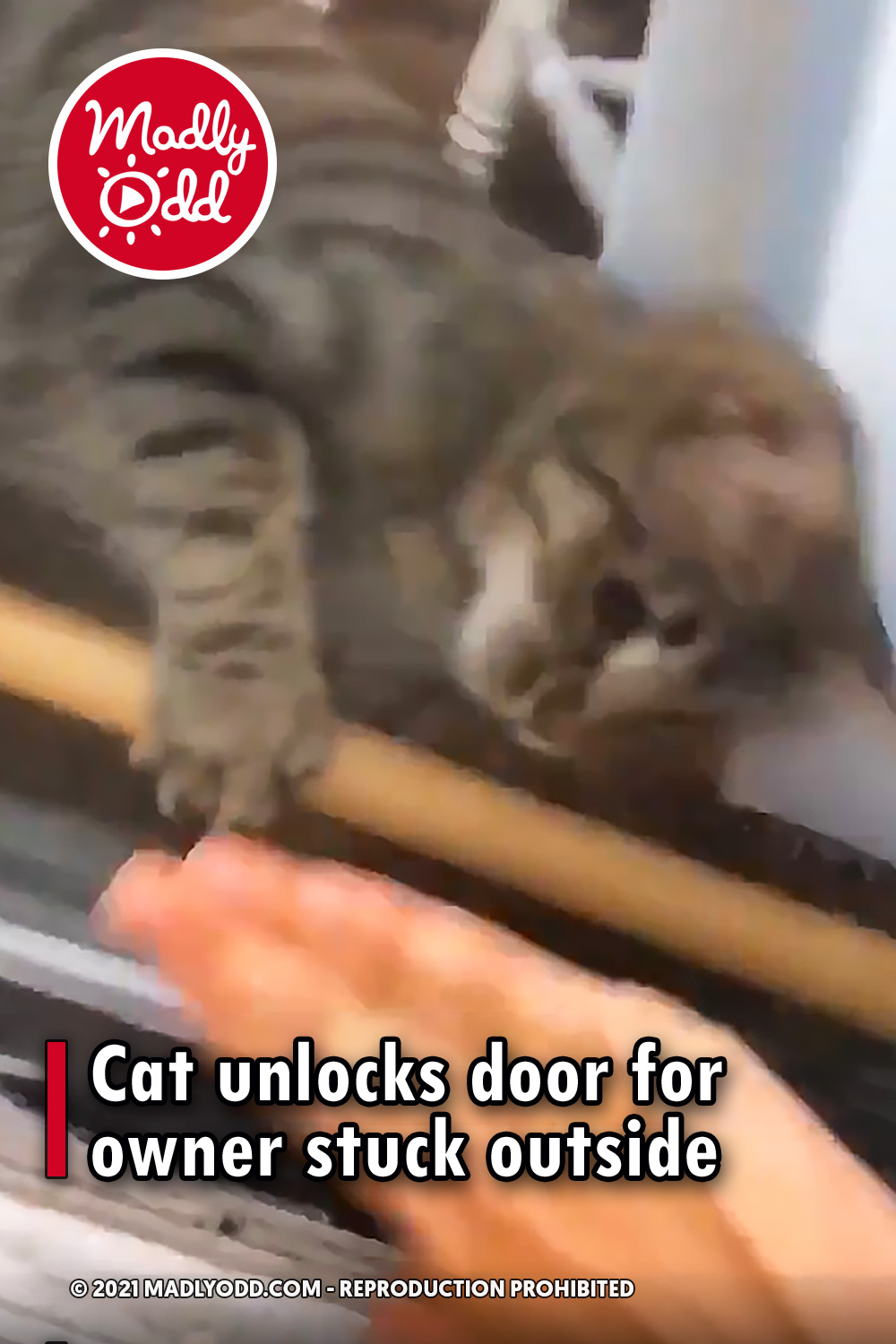 Cat unlocks door for owner stuck outside